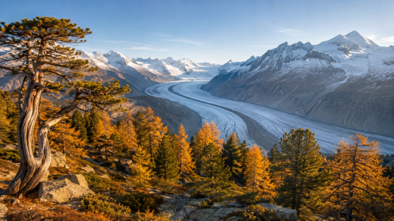 Aletsch Forest, Riederalp, Switzerland